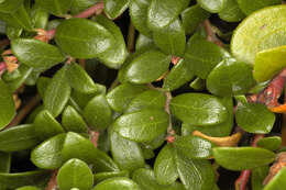 Image of bearberry