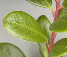 Image of bearberry