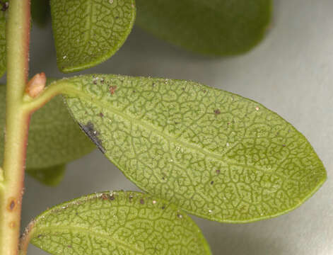 Image of bearberry