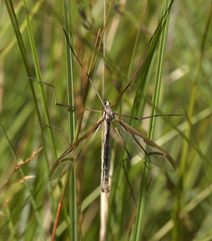 Image of hairy-eyed craneflies