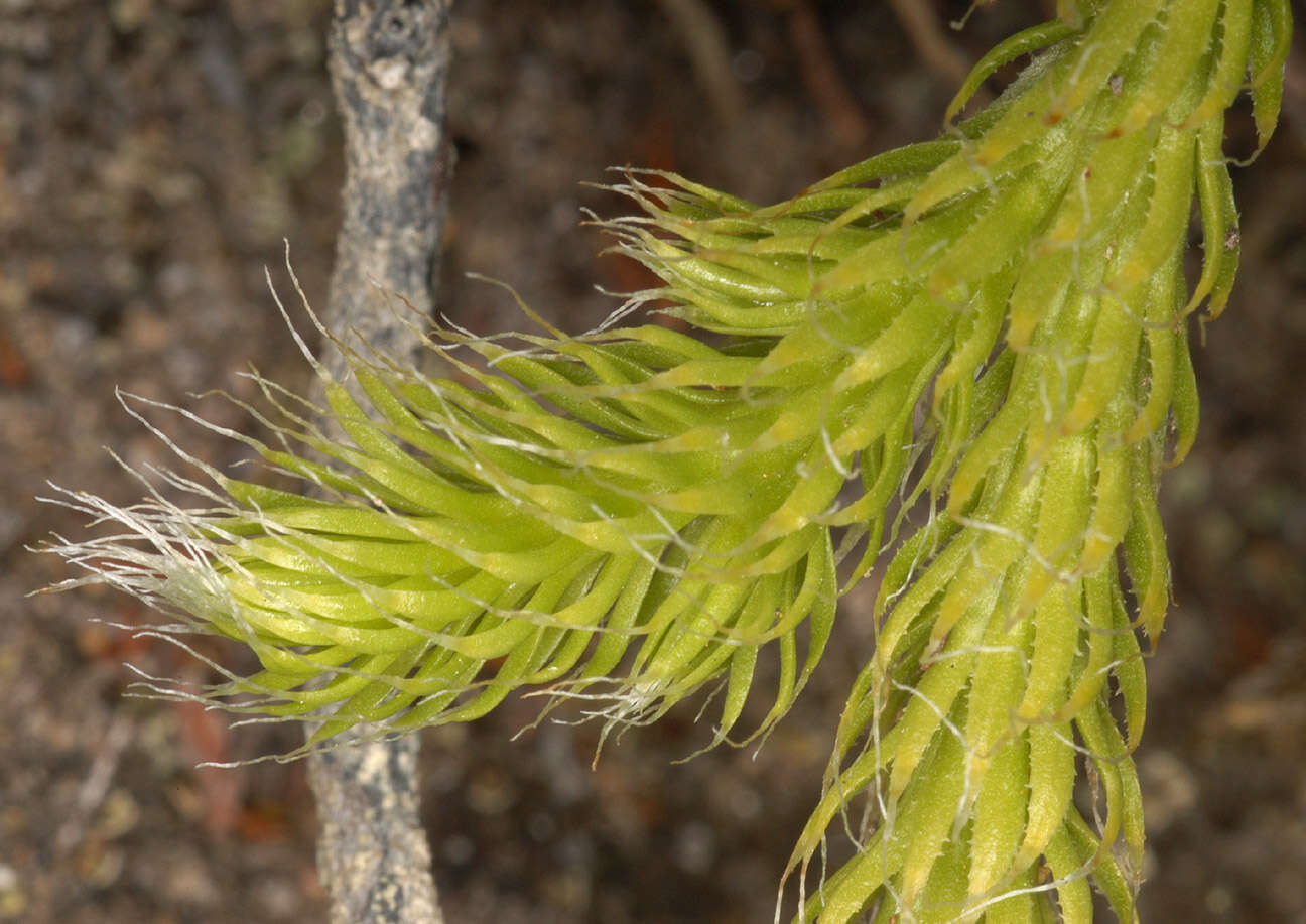 Image of Stag's-horn Clubmoss