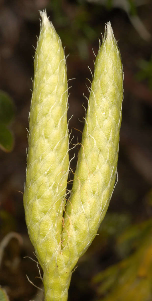 Image of Stag's-horn Clubmoss