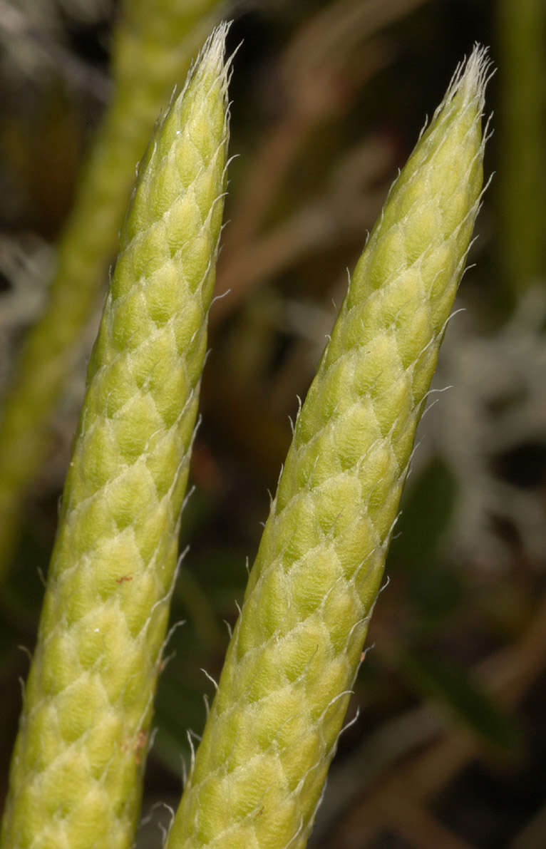 Image of Stag's-horn Clubmoss