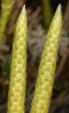 Image of Stag's-horn Clubmoss