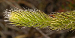 Image of Stag's-horn Clubmoss