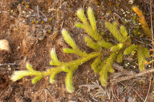 Image of Stag's-horn Clubmoss