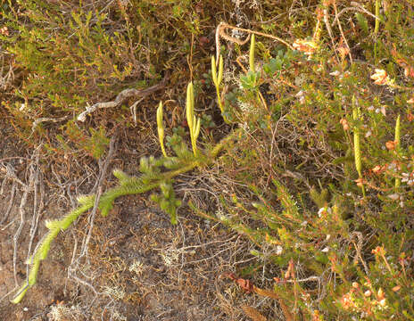 Image of Stag's-horn Clubmoss