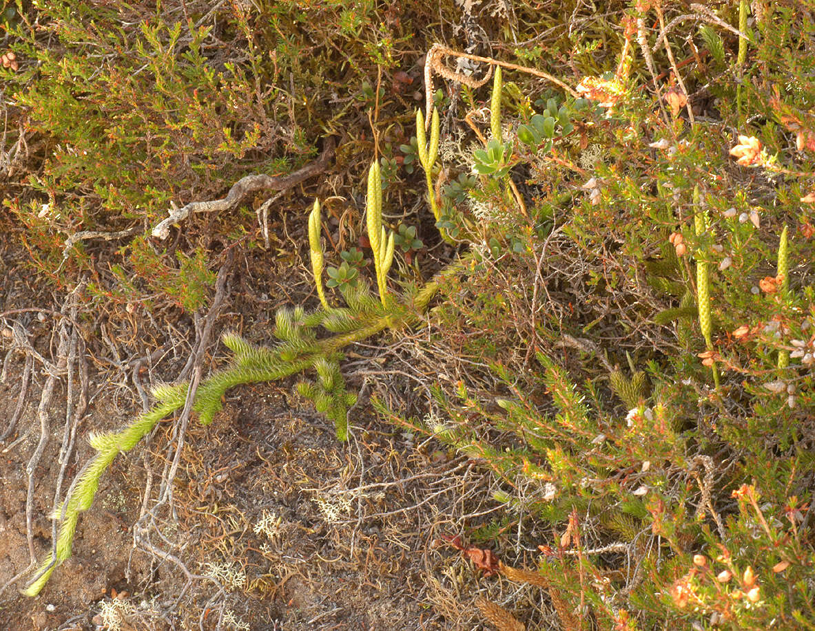 Image of Stag's-horn Clubmoss