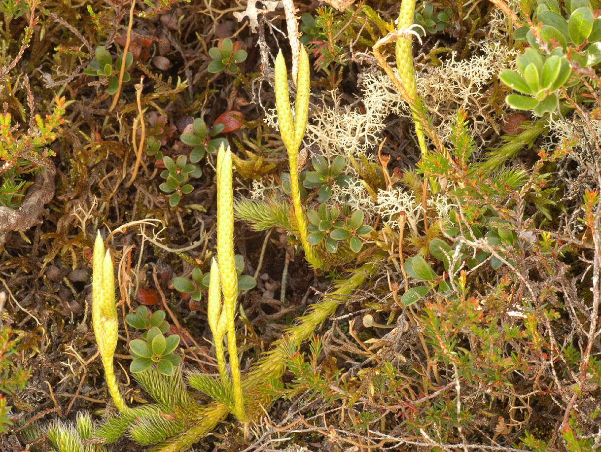 Imagem de Lycopodium clavatum L.