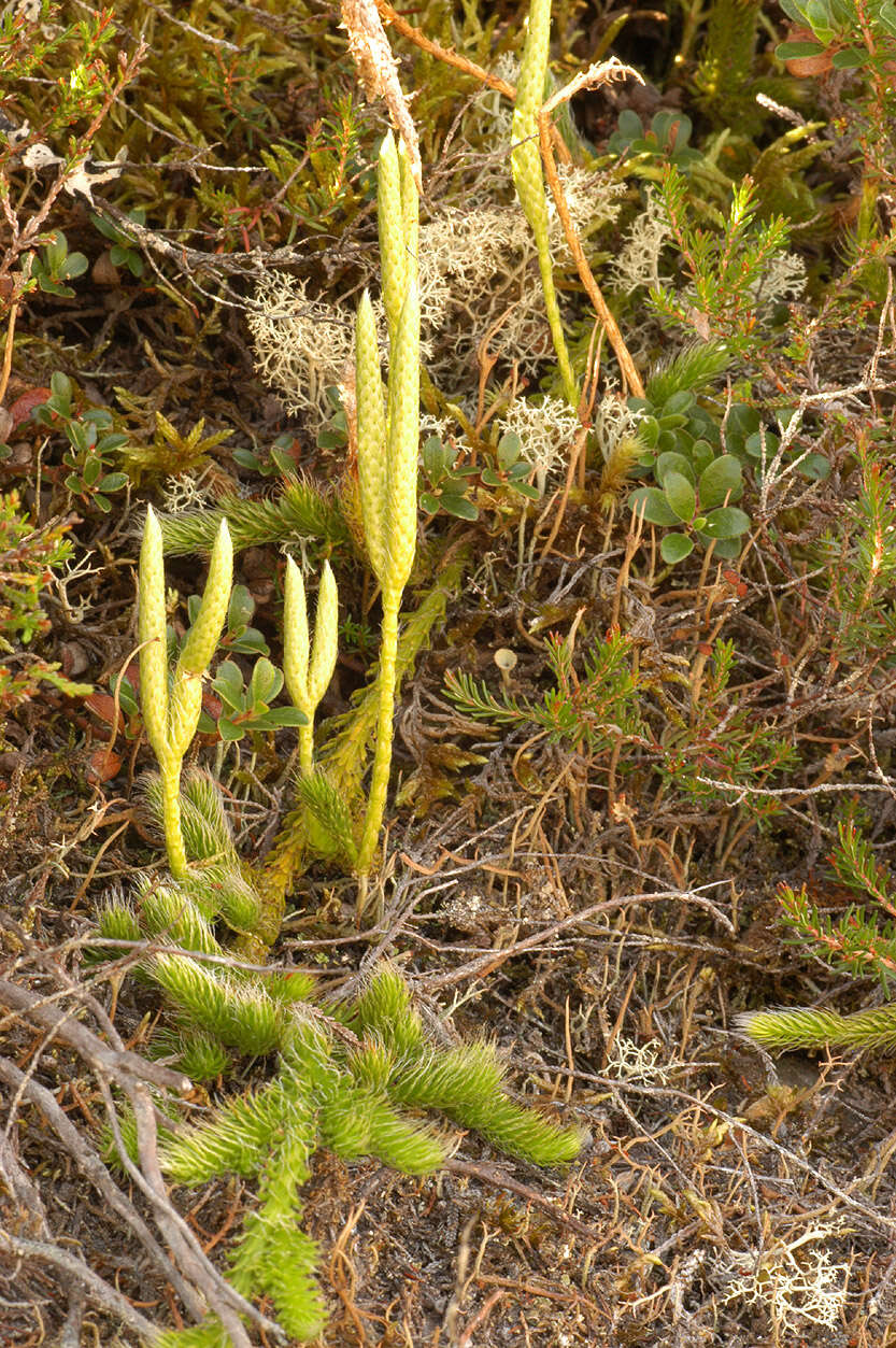 Imagem de Lycopodium clavatum L.