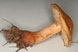Image of Tricholoma psammopus (Kalchbr.) Quél. 1875