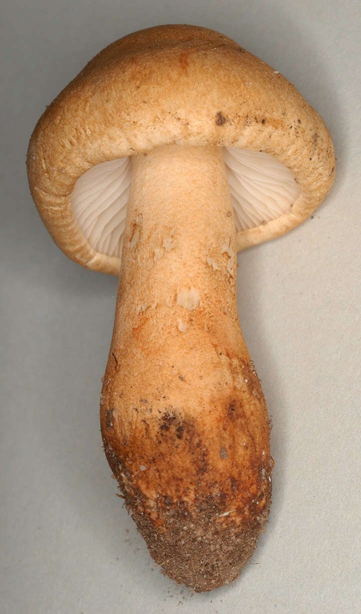 Image of Tricholoma psammopus (Kalchbr.) Quél. 1875