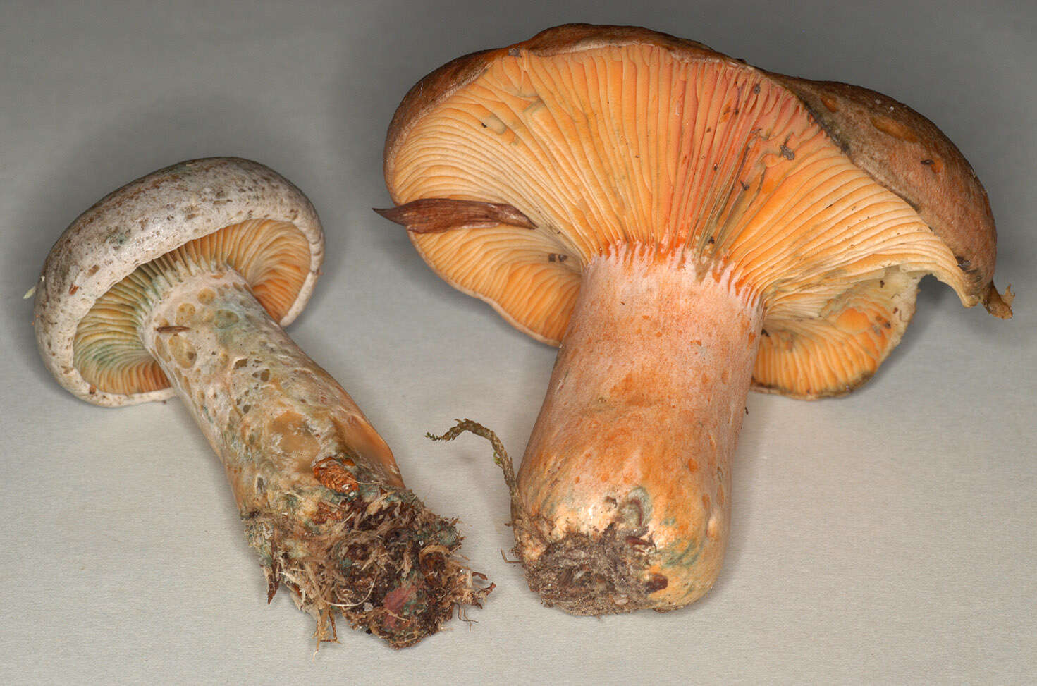 Imagem de Lactarius quieticolor Romagn. 1958