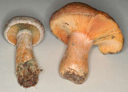 Imagem de Lactarius quieticolor Romagn. 1958