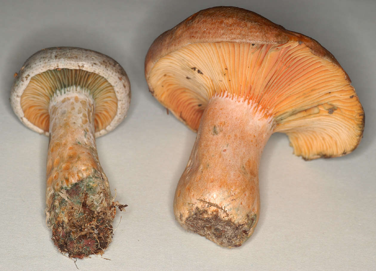 Imagem de Lactarius quieticolor Romagn. 1958