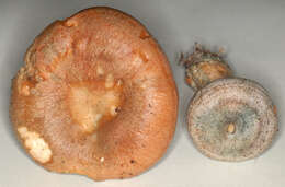 Imagem de Lactarius quieticolor Romagn. 1958