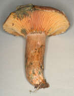 Imagem de Lactarius quieticolor Romagn. 1958