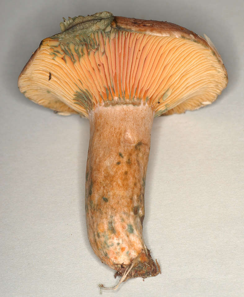 Imagem de Lactarius quieticolor Romagn. 1958