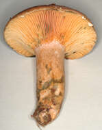 Imagem de Lactarius quieticolor Romagn. 1958