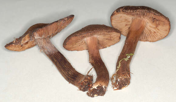 Image of Inocybe leptophylla G. F. Atk. 1918