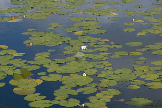 Image of European white waterlily