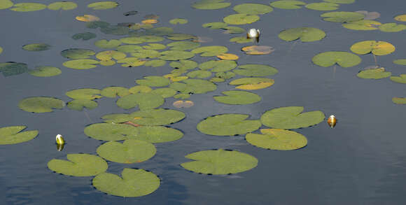 Image of European white waterlily