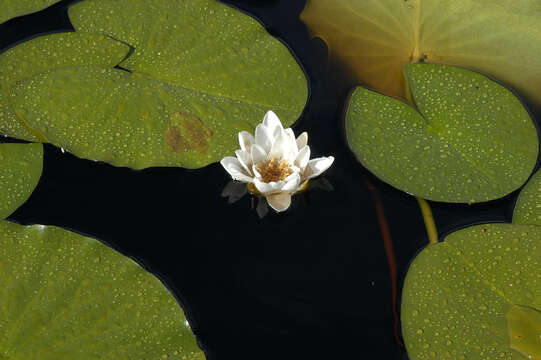 Image of European white waterlily