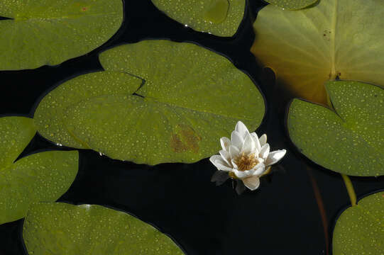 Image of European white waterlily