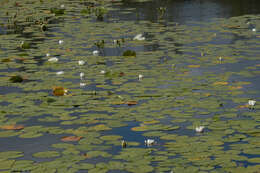 Image of European white waterlily