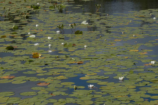 Image of European white waterlily