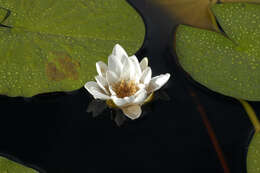 Image of European white waterlily