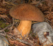 Imagem de Suillus variegatus (Sw.) Richon & Roze 1888