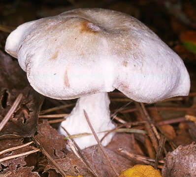 Image of Clitocybe odora (Bull.) P. Kumm. 1871