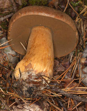 Image of Suillus variegatus (Sw.) Richon & Roze 1888