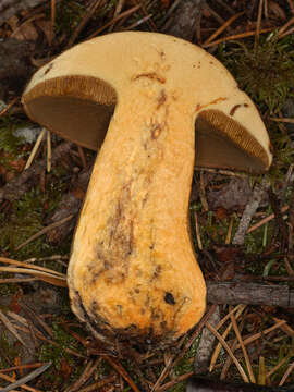 Image of Velvet Bolete