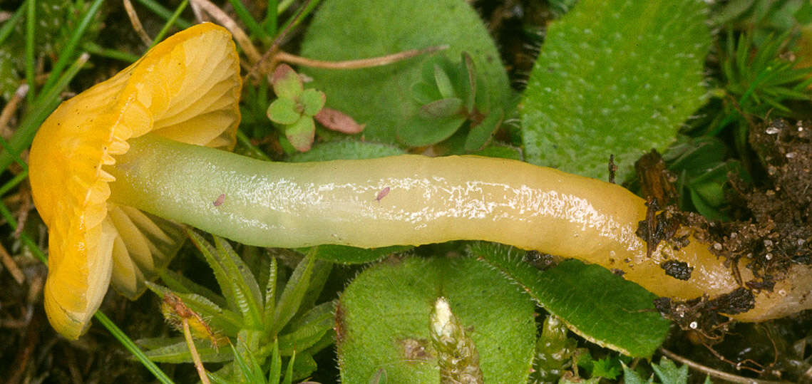 Image of Gliophorus psittacinus (Schaeff.) Herink 1958