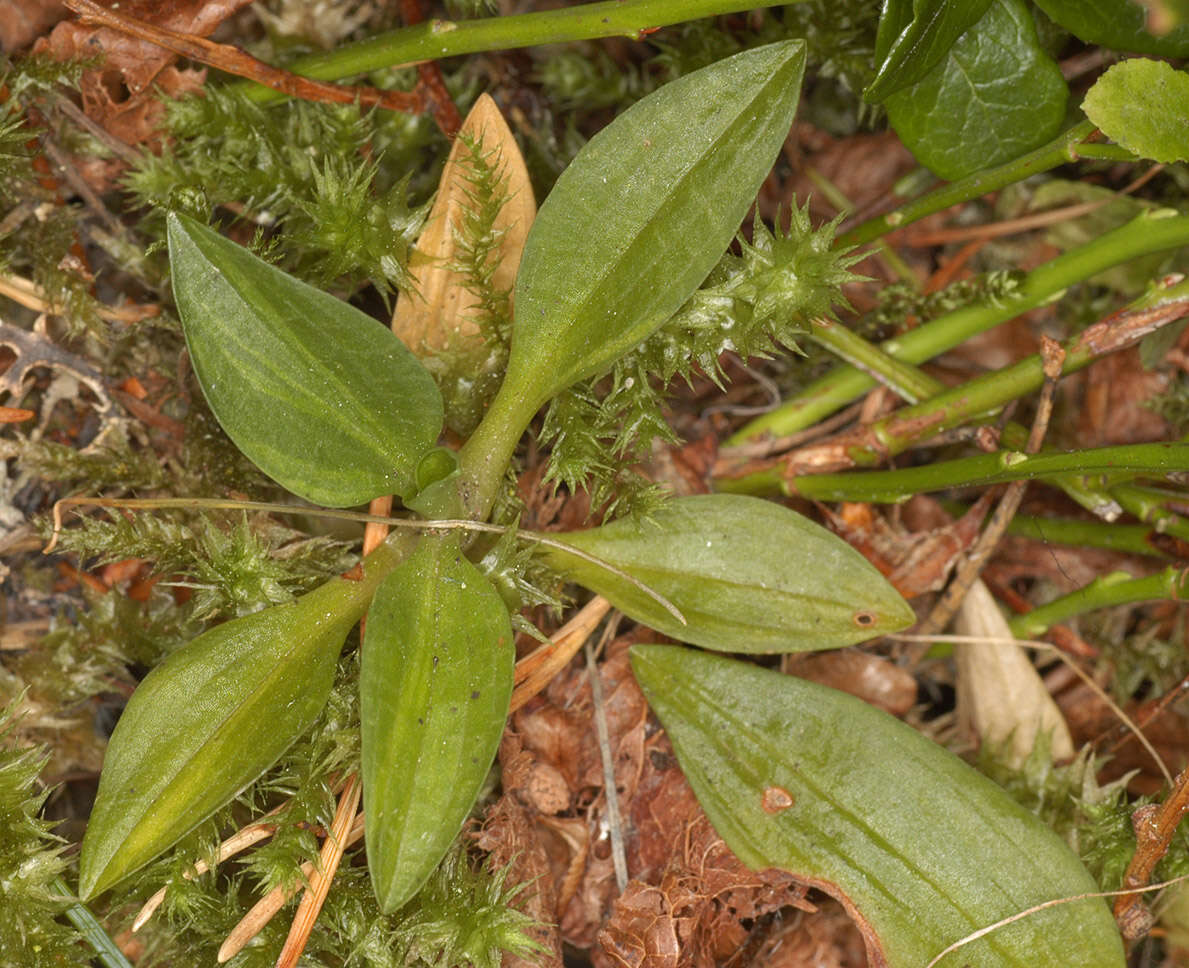 Image of Dwarf rattlesnake plantain (America)