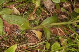 Image of Dwarf rattlesnake plantain (America)