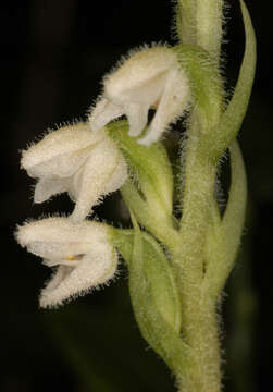 Image of Dwarf rattlesnake plantain (America)