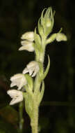 Image of Dwarf rattlesnake plantain (America)