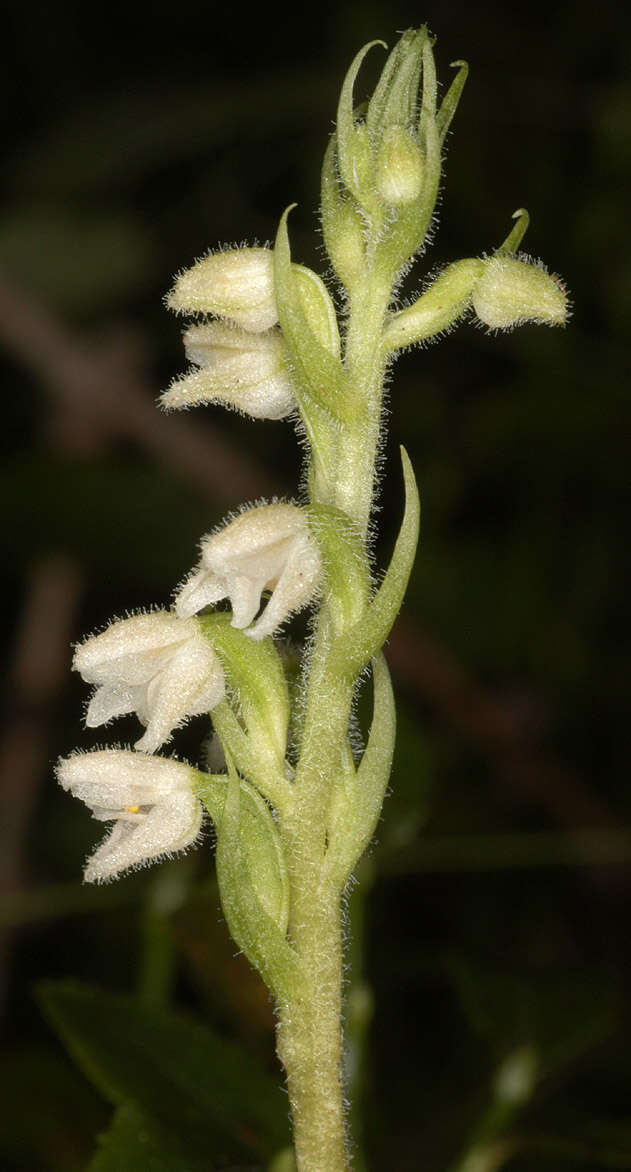 Image of Dwarf rattlesnake plantain (America)