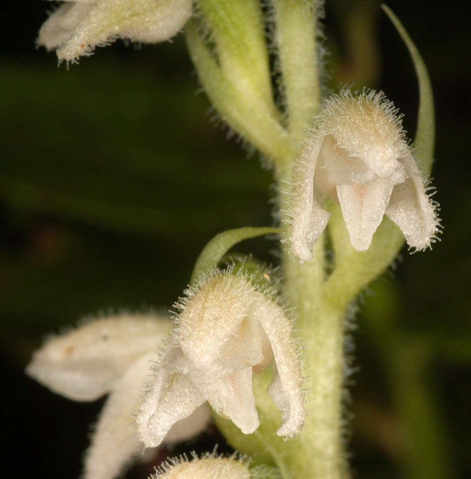 Image of Dwarf rattlesnake plantain (America)