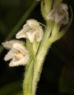 Image of Dwarf rattlesnake plantain (America)