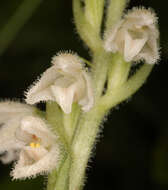 Image of Dwarf rattlesnake plantain (America)