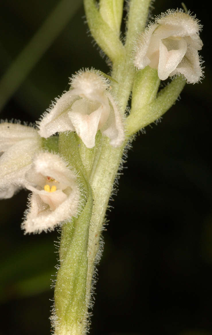 Image of Dwarf rattlesnake plantain (America)