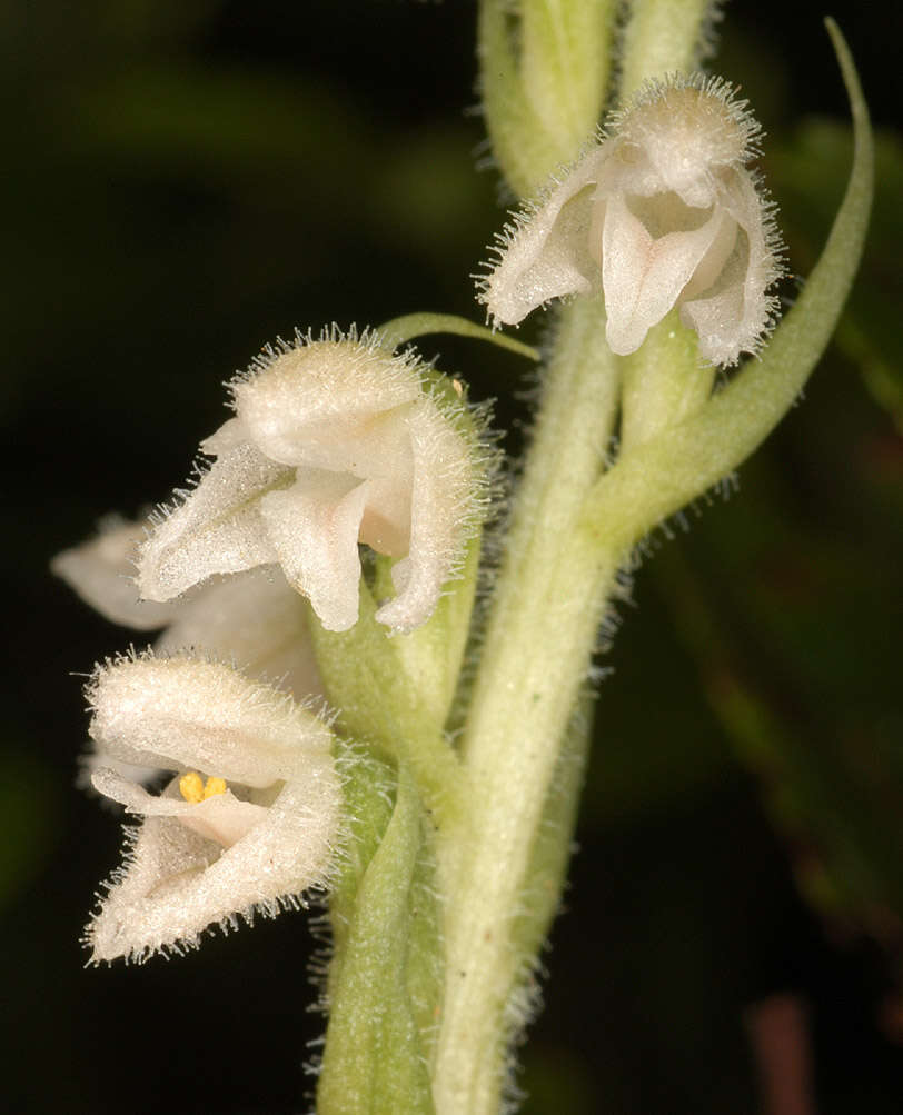 Image of Dwarf rattlesnake plantain (America)