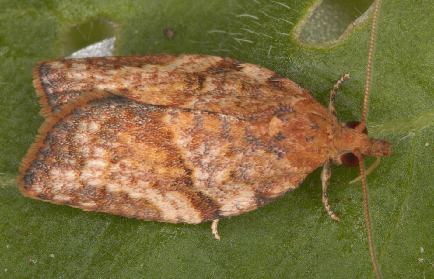 Image of Light brown apple moth