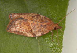 Image of Light brown apple moth