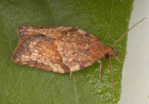 Image of Light brown apple moth