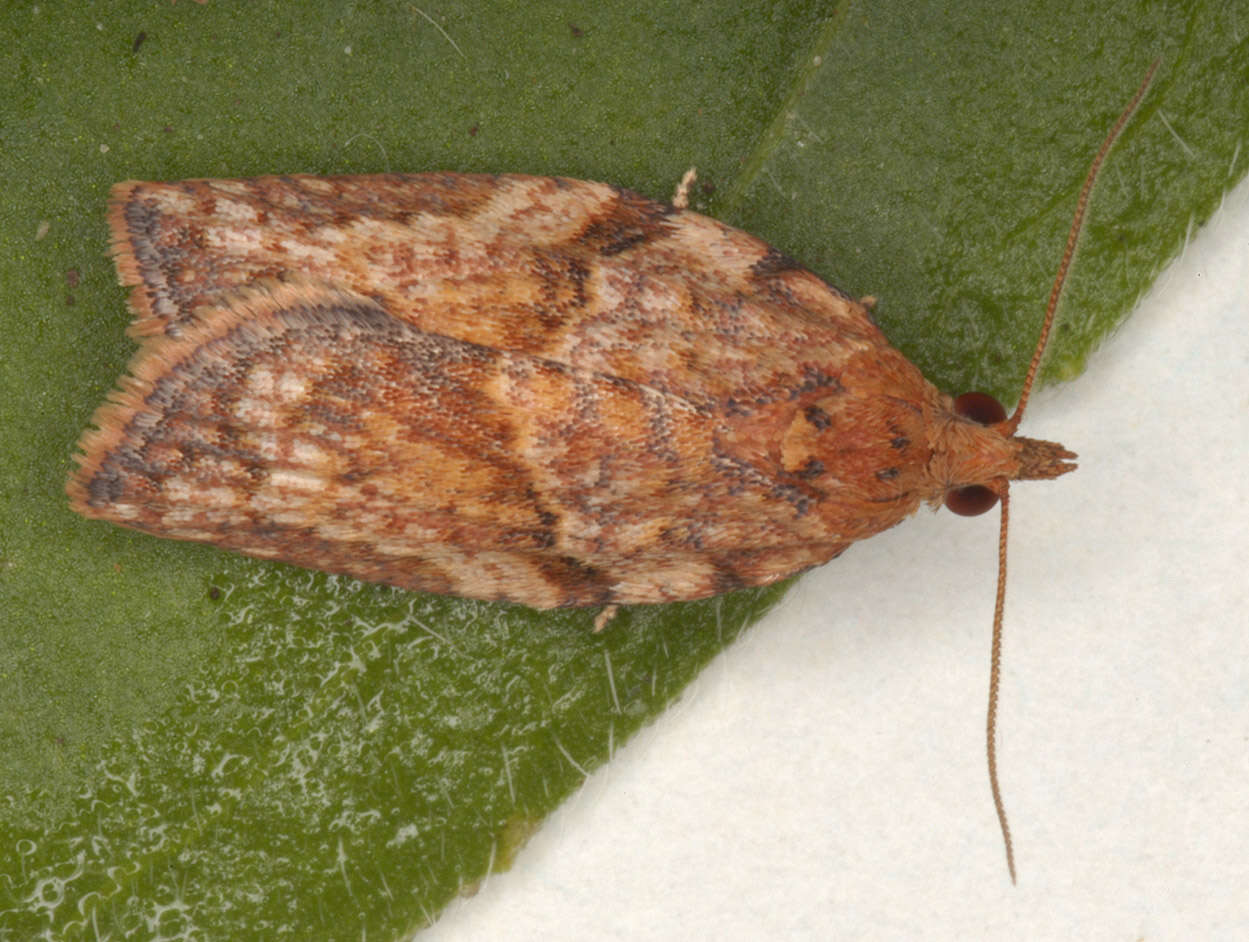 Image of Light brown apple moth